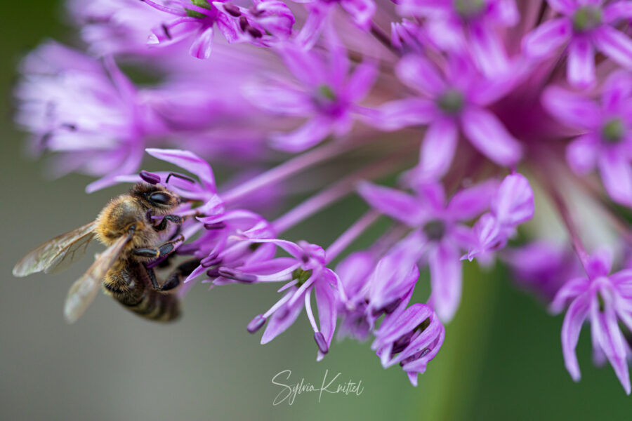 Biene an Allium, Foto: Sylvia Knittel