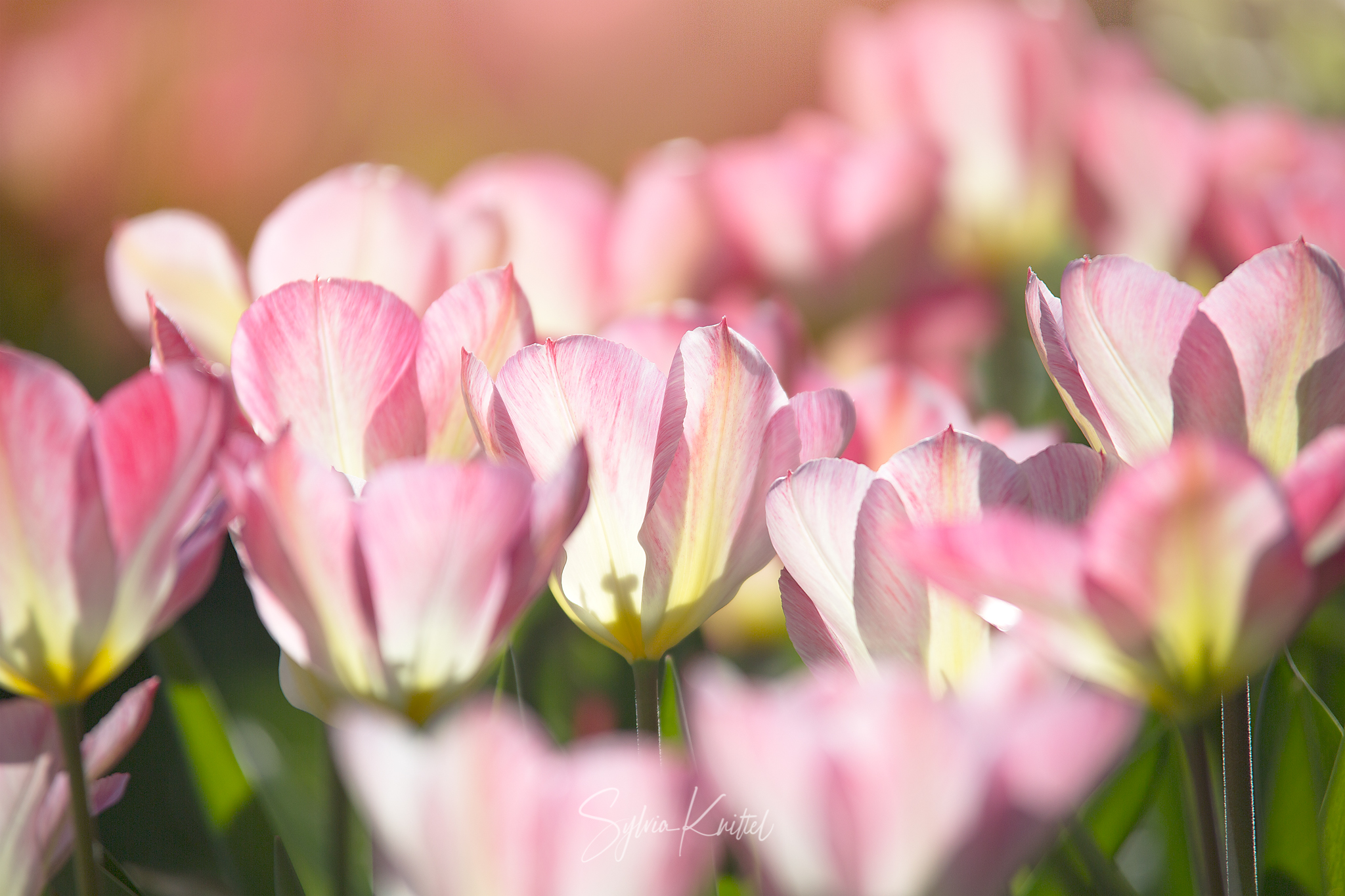 Tulipa fosteriana Flaming Purissima