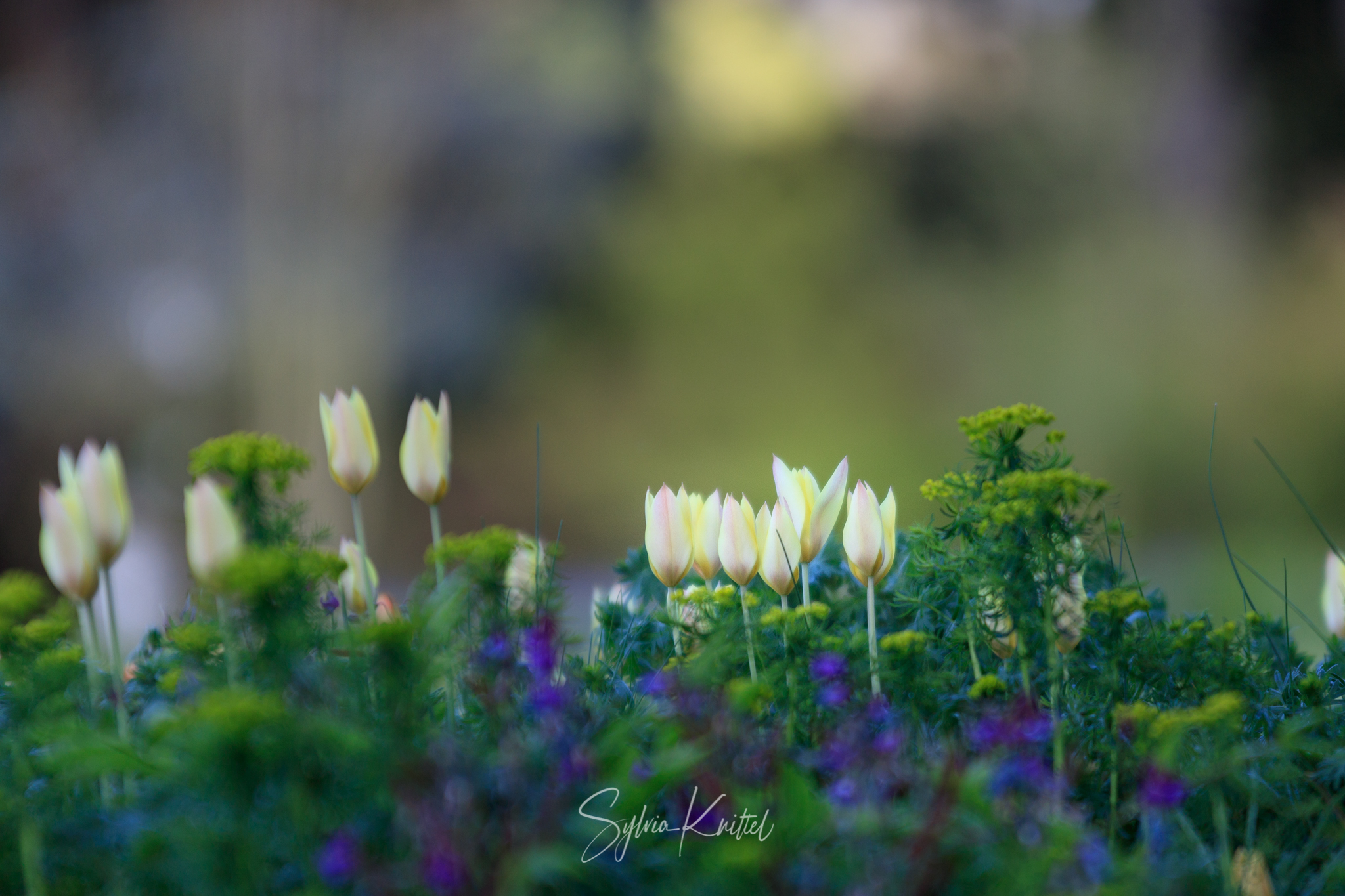 Tulipa Honky Tonk mit Eurphorbia cyparissas