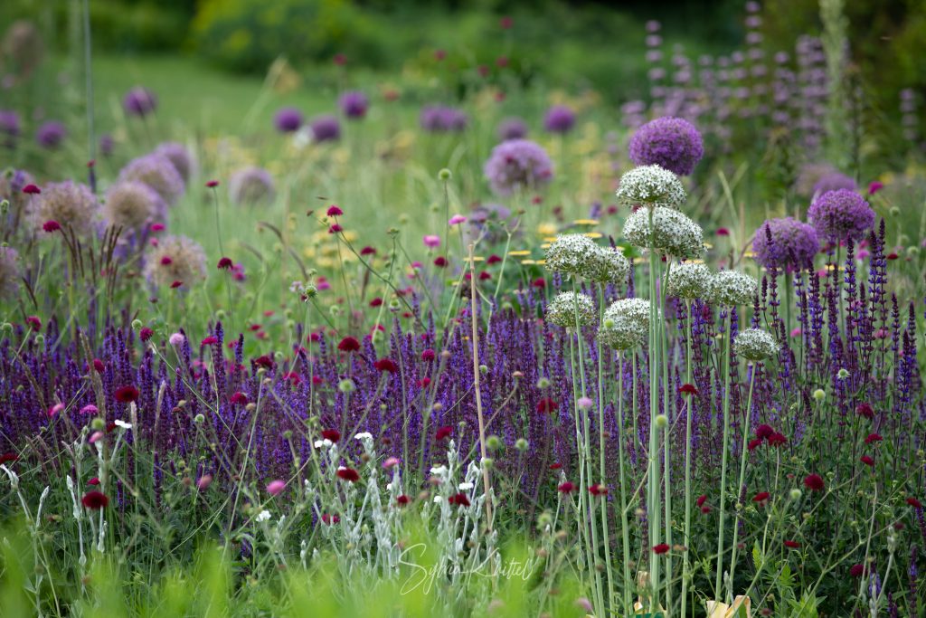 Allium im Hermannshof, Garten