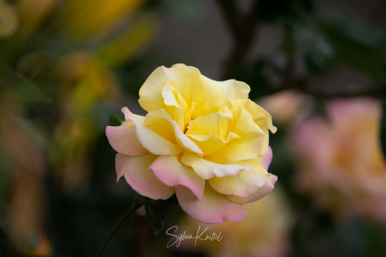 Rose, gelb