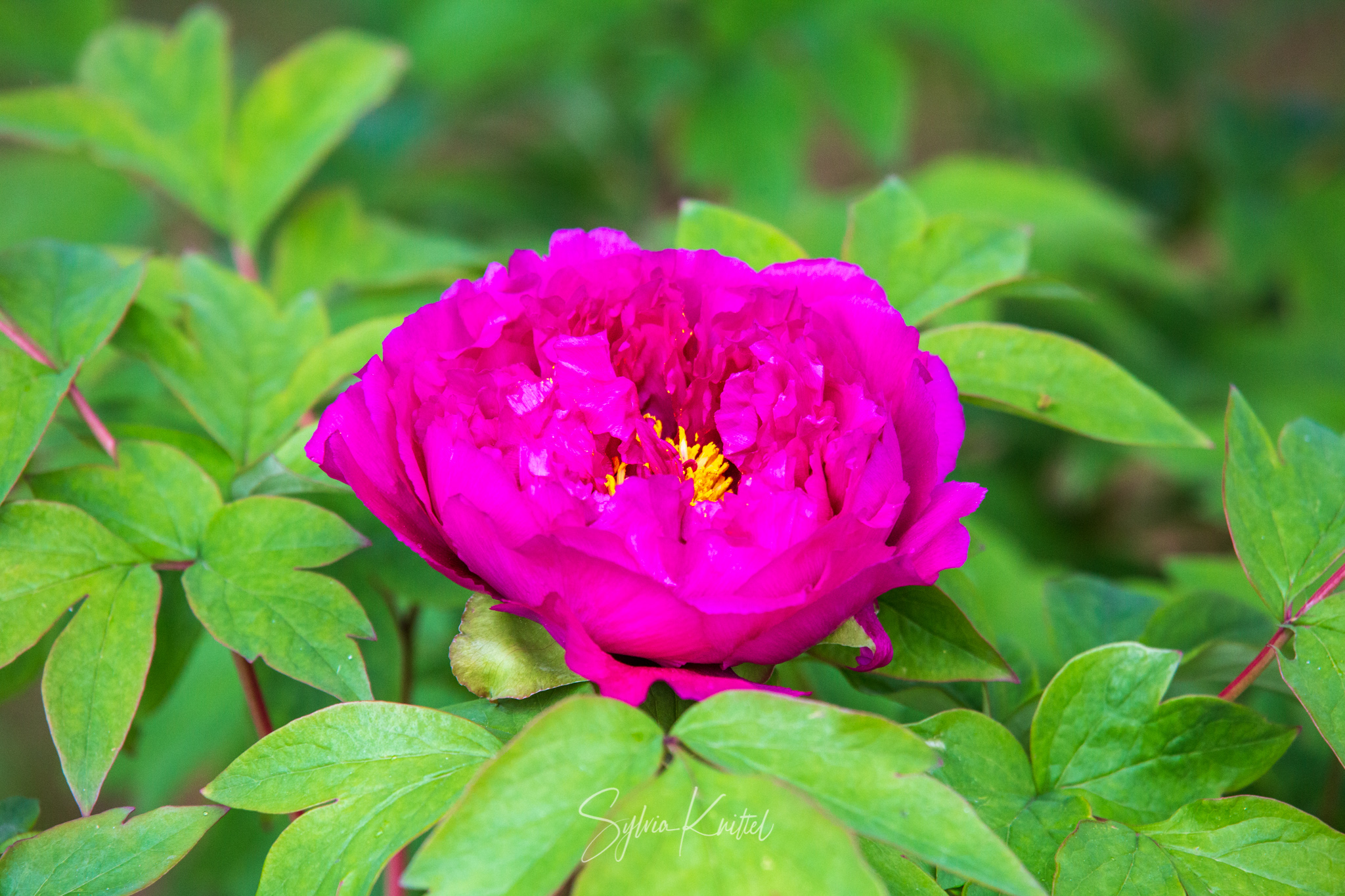 Paeonia Campus botanicus