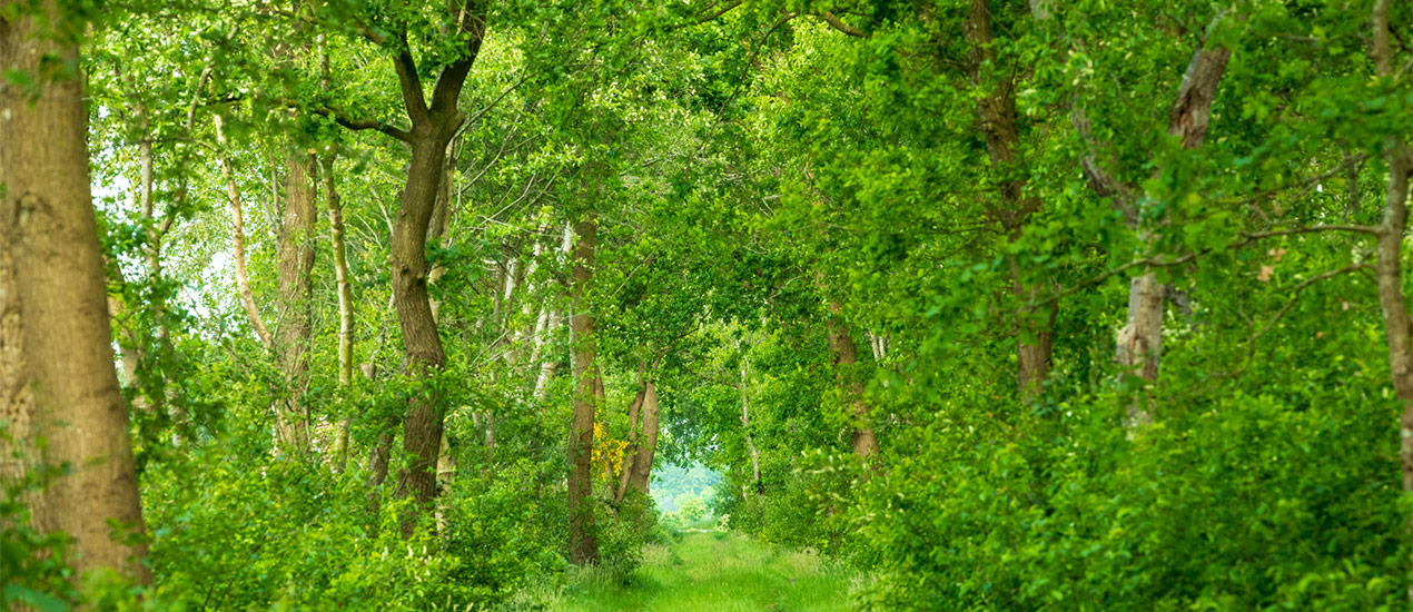 campus botanicus Garten Kurse: Allee in Ostfriesland