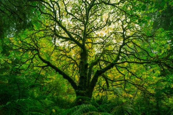 Redwood National Park, Foto: Sylvia Knittel