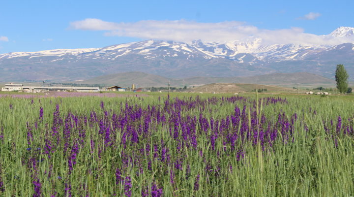 Wiese Iran, Foto: Dorothea Steffen