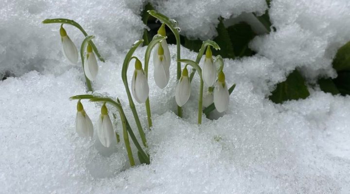 Schneeglöckchen