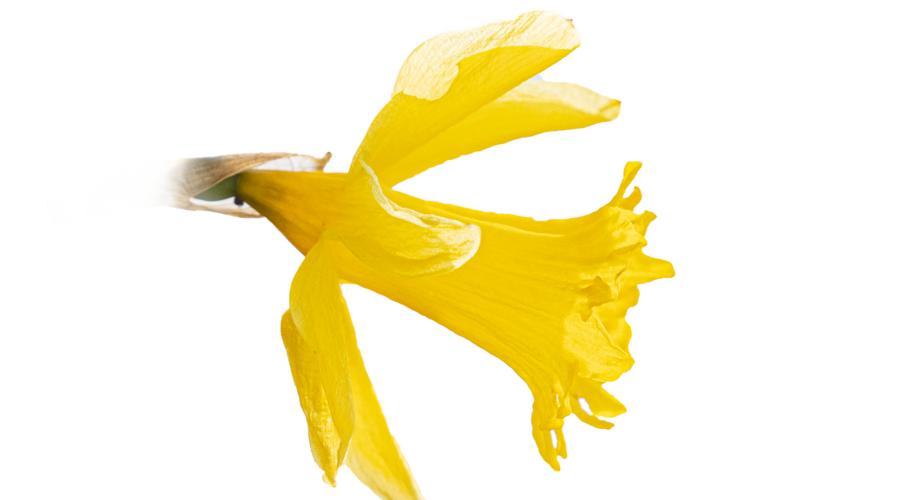 Narcissus - Referentinnen und Referenten – Garten, Pflanzen & Botanik