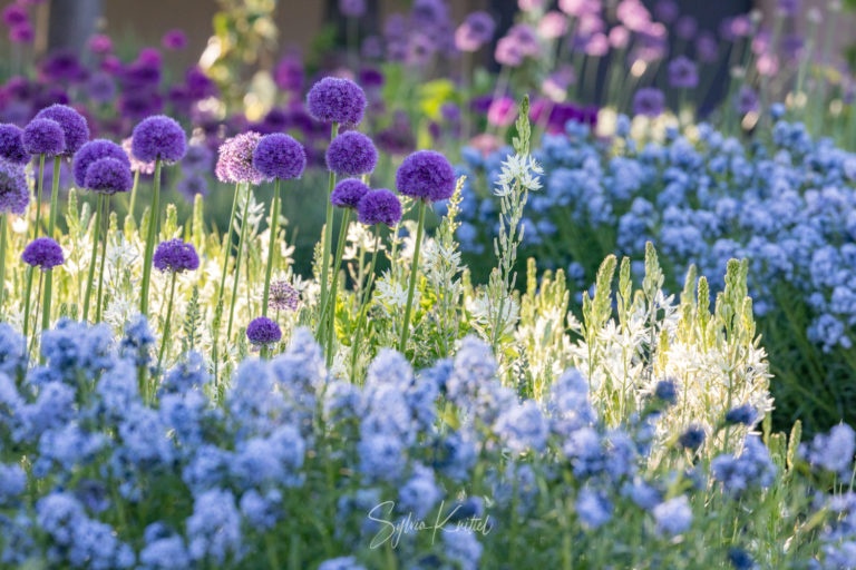 Allium und Camassia, Foto: Sylvia Knittel