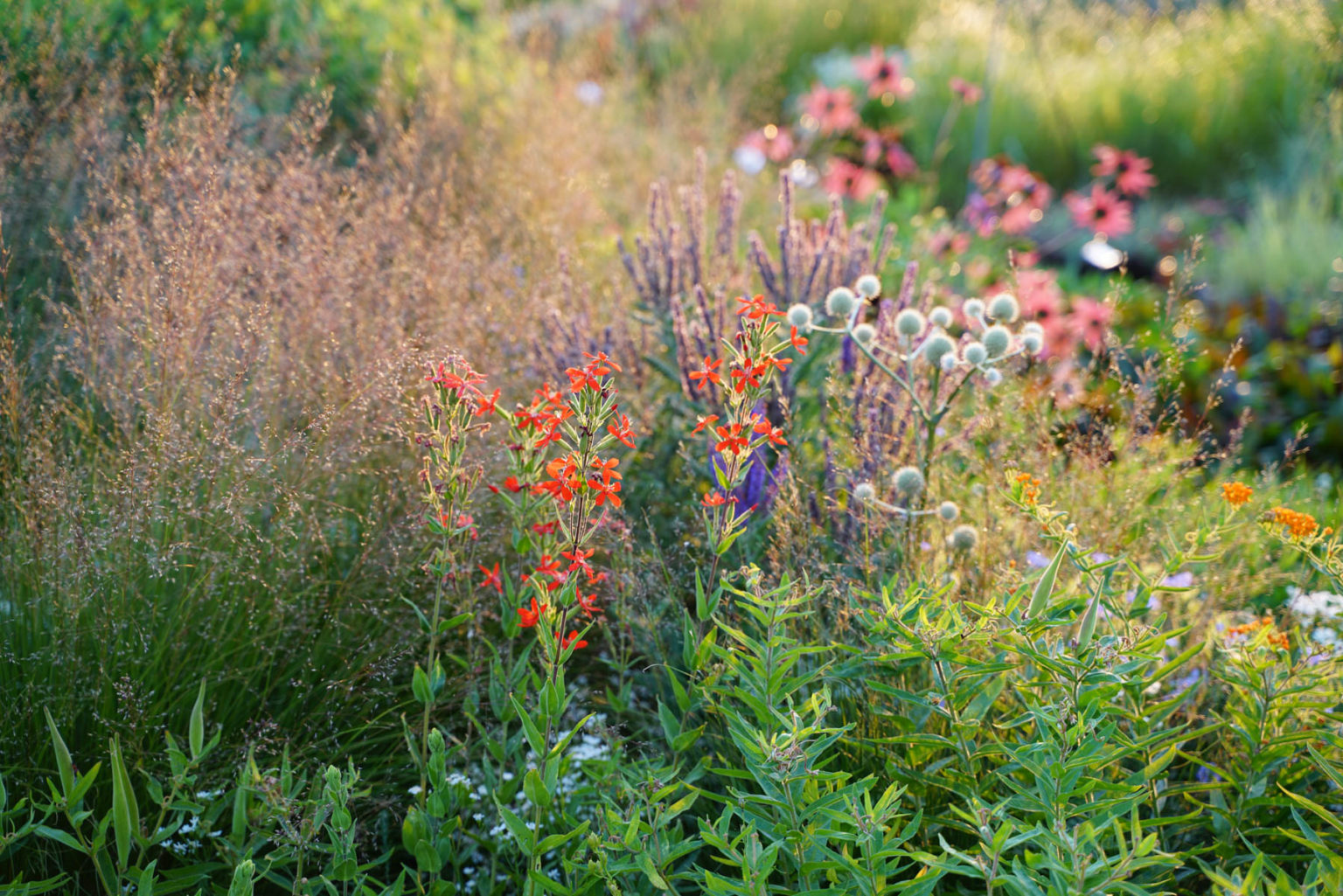 Präriegarten Vortrag von Till Hofmann im campus botanicus
