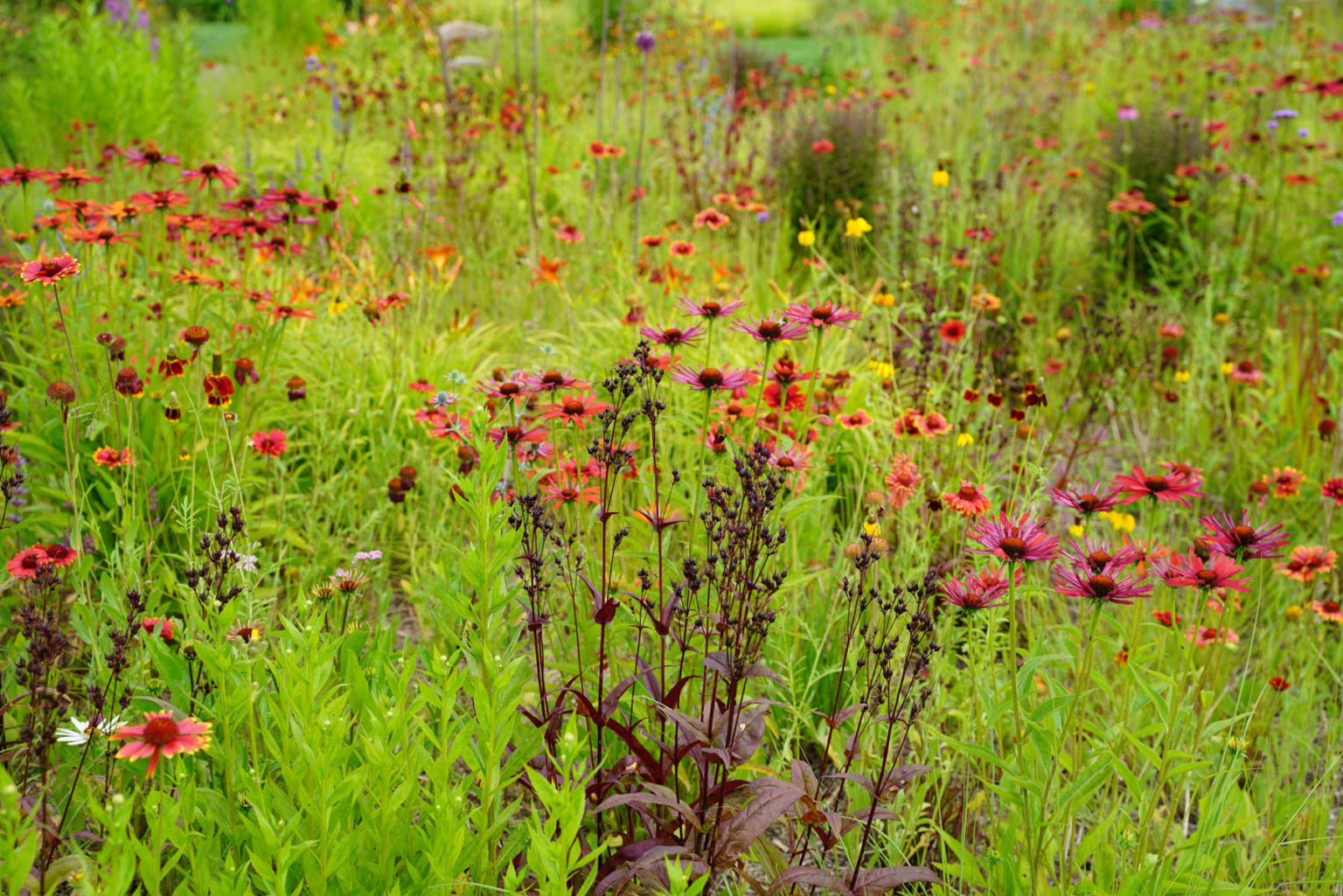 Präriegarten Vortrag von Till Hofmann im campus botanicus