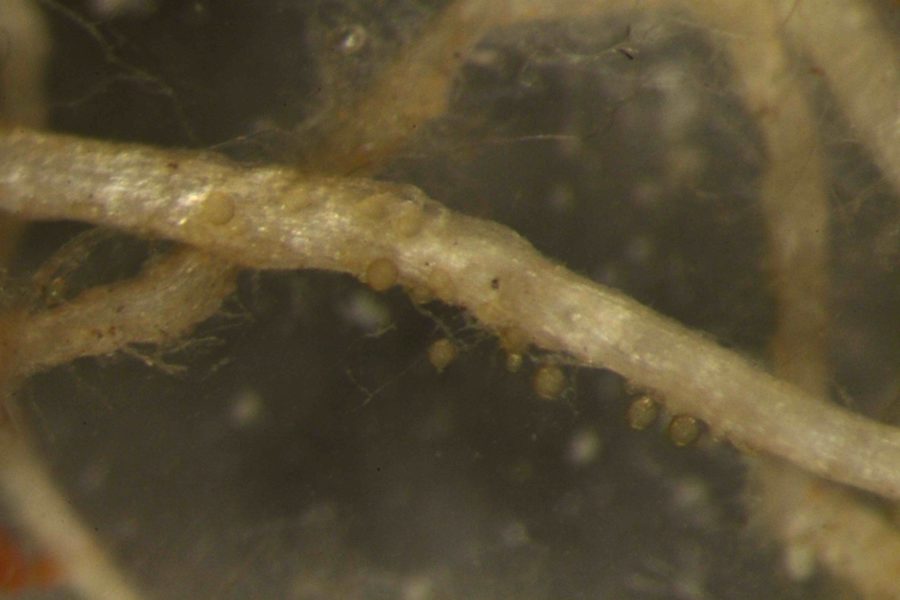 Karottenwurzel mit Mykorrhizasporen FOTO: INOQ