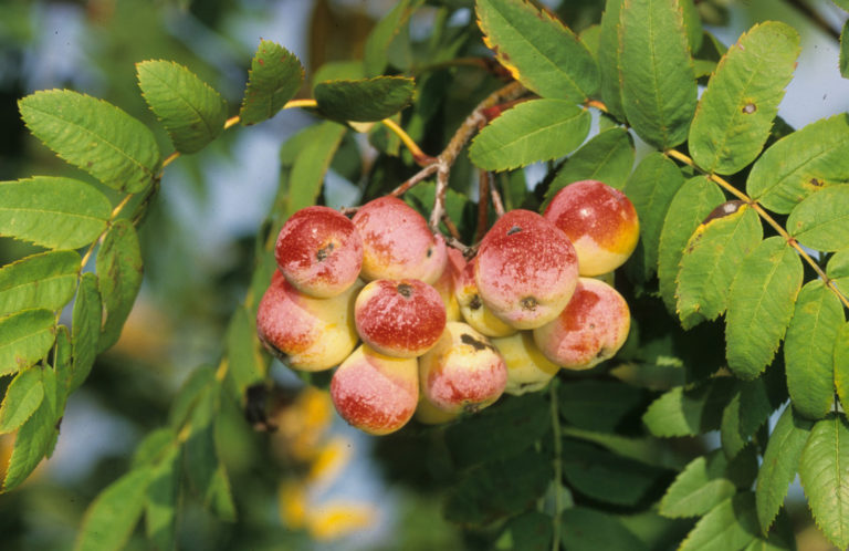 Sorbus domestica - der Speierling