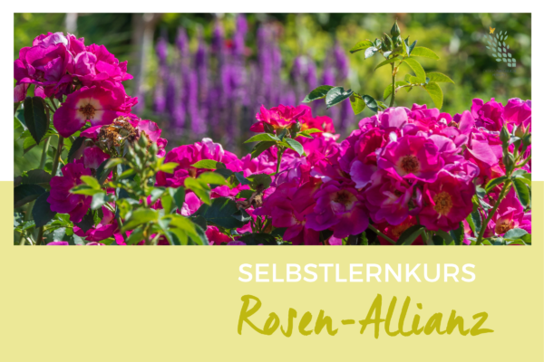 Rosen-Allianz Online Kurs Petra Pelz