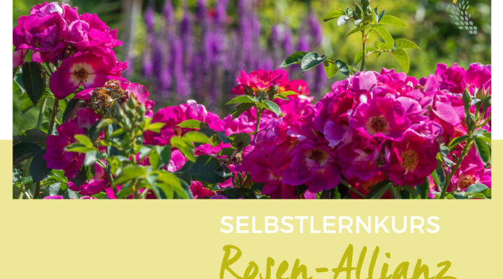 Rosen-Allianz Online Kurs Petra Pelz