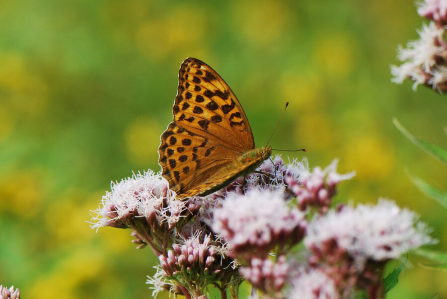 Kaisermantel, Schmetterling Foto: Anke Clark