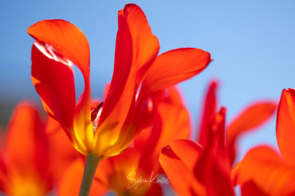 Tulipa vvedenskyi, Tulpe, Blumenzwiebel, Foto: Sylvia Knittel