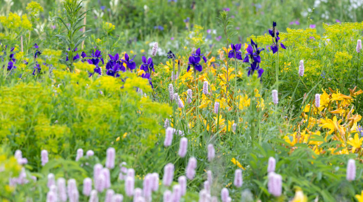 Hermannshof: Bistorta, Iris sibirice, Hemerocallis, Euphorbia, Foto: Sylvia Knittel