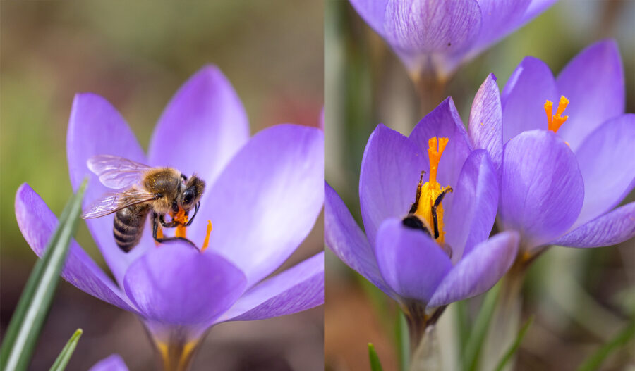 Honigbiene an Krokus: Oben Pollen, unten Nektar. Blumenzwiebeln, Foto: Sylvia Knittel