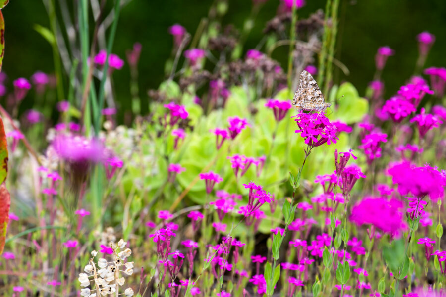 Schmetterling, Naturgarten Foto: Frank Reh