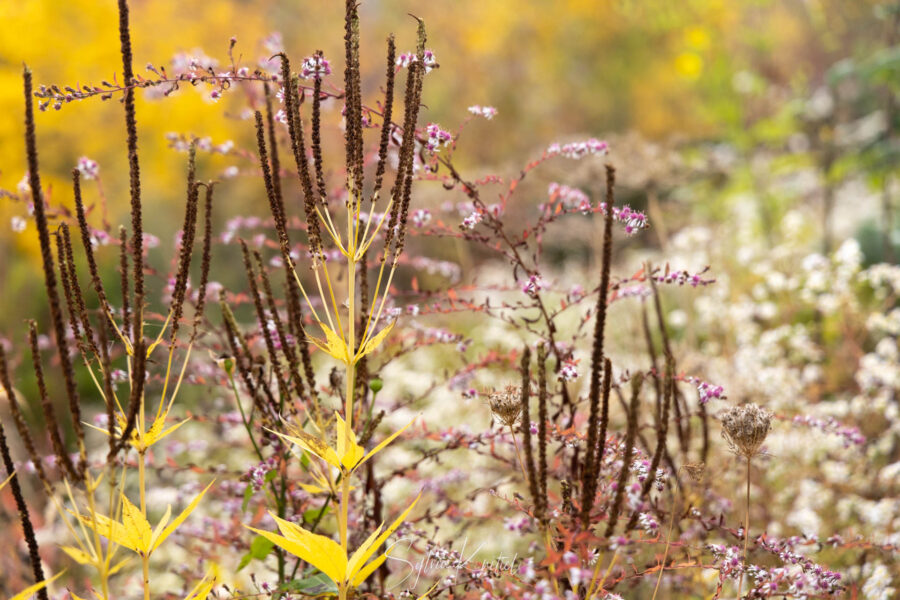 Veronicastrum virginicum „Diana“, Herbstfärbung, Aster lateriflorus „Prince“ und Aster ericoides „Schneegitter“ Foto: Sylvia Knittel
