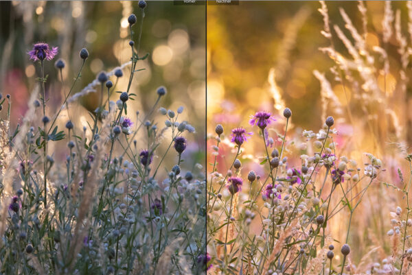 Foto: Sylvia Knittel, Kurs Basisentwicklung von Gartenfotos