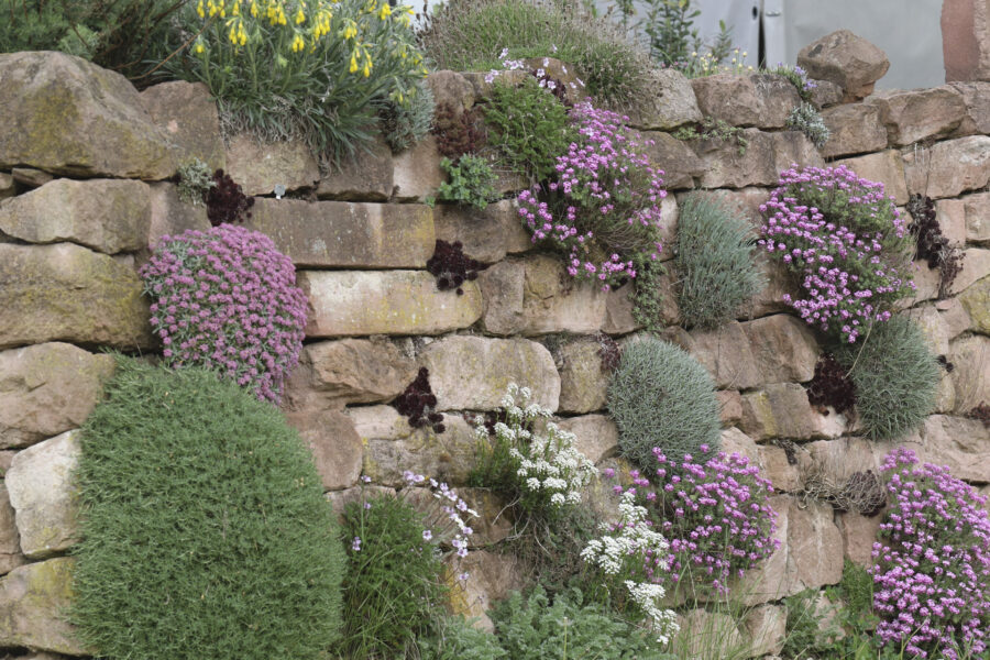 Steinmauer bepflanzt, Foto: Thomas Eidmann