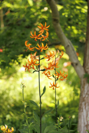 Lilium 'Orange Marmelade', Foto: Sylvia Knittel