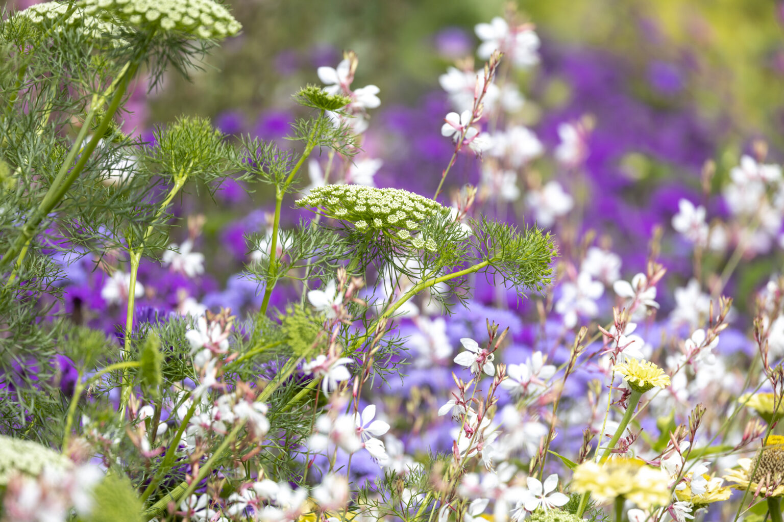 Online Vorträge - Garten Anlegen & Gartengestaltung