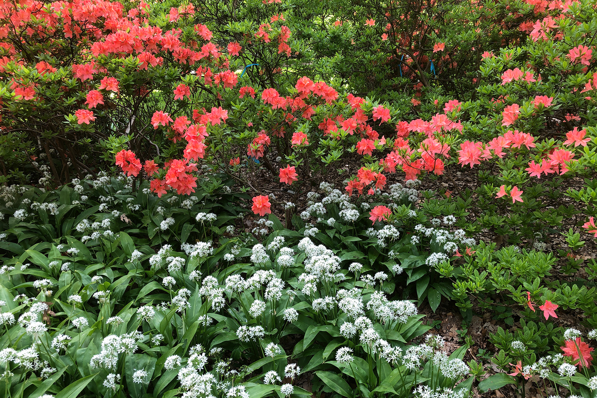 Geeignete Rhododendron und Azaleen - Dr. Hartwig Schepker