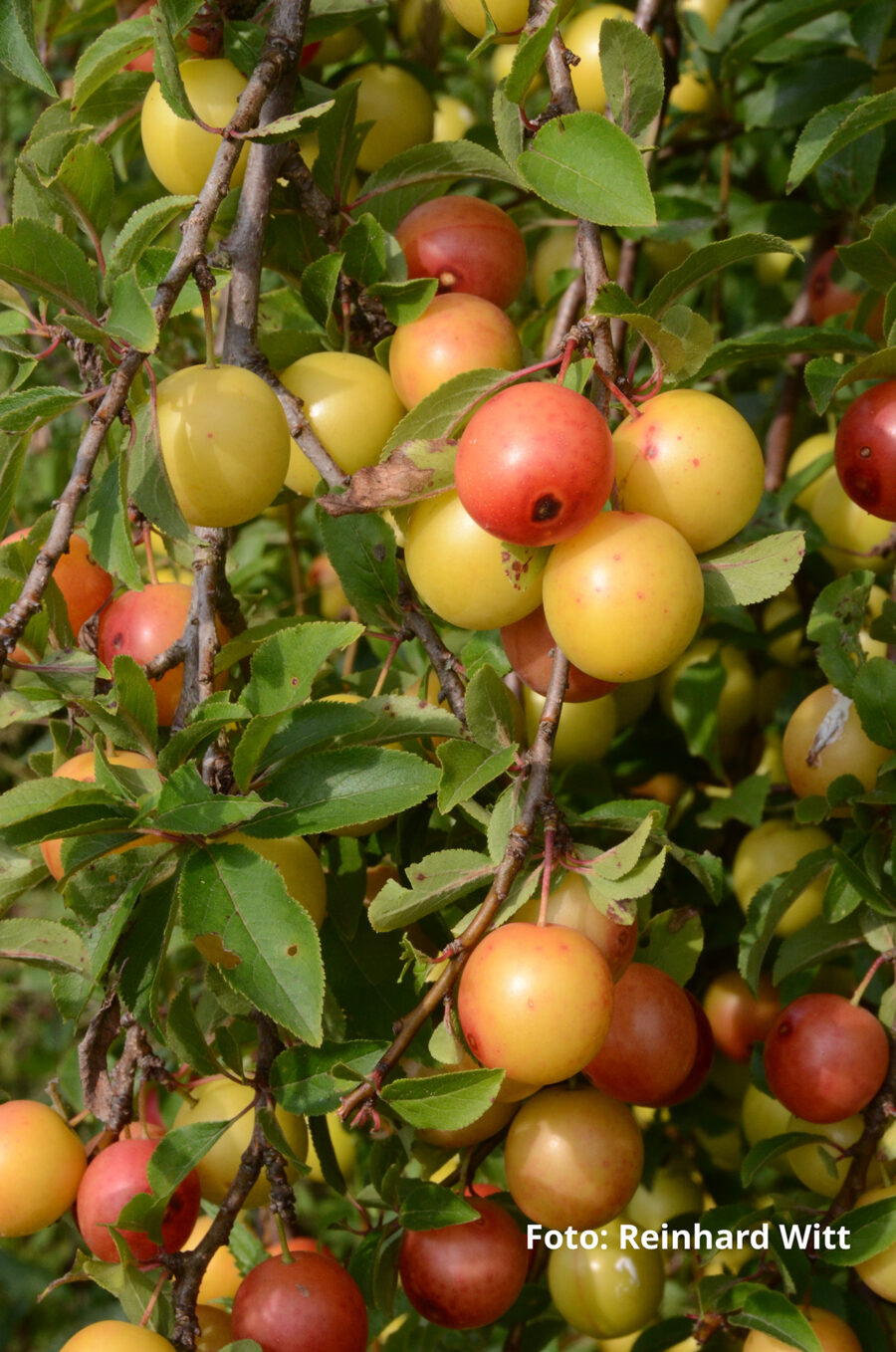 Foto: Reinhard Witt, einheimische Gehölze, Naturgarten