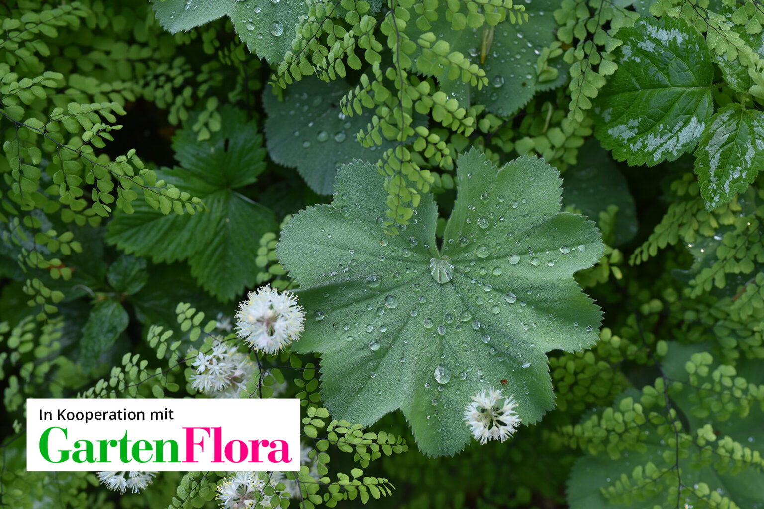 Online Vorträge Garten anlegen & Gartengestaltung