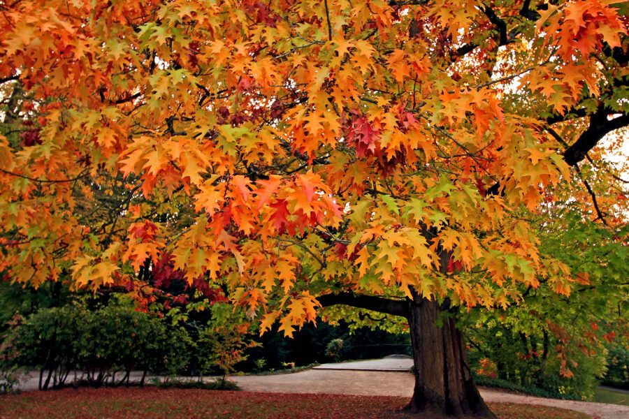 Roteiche, Baum, Foto: Jürgen Schuller