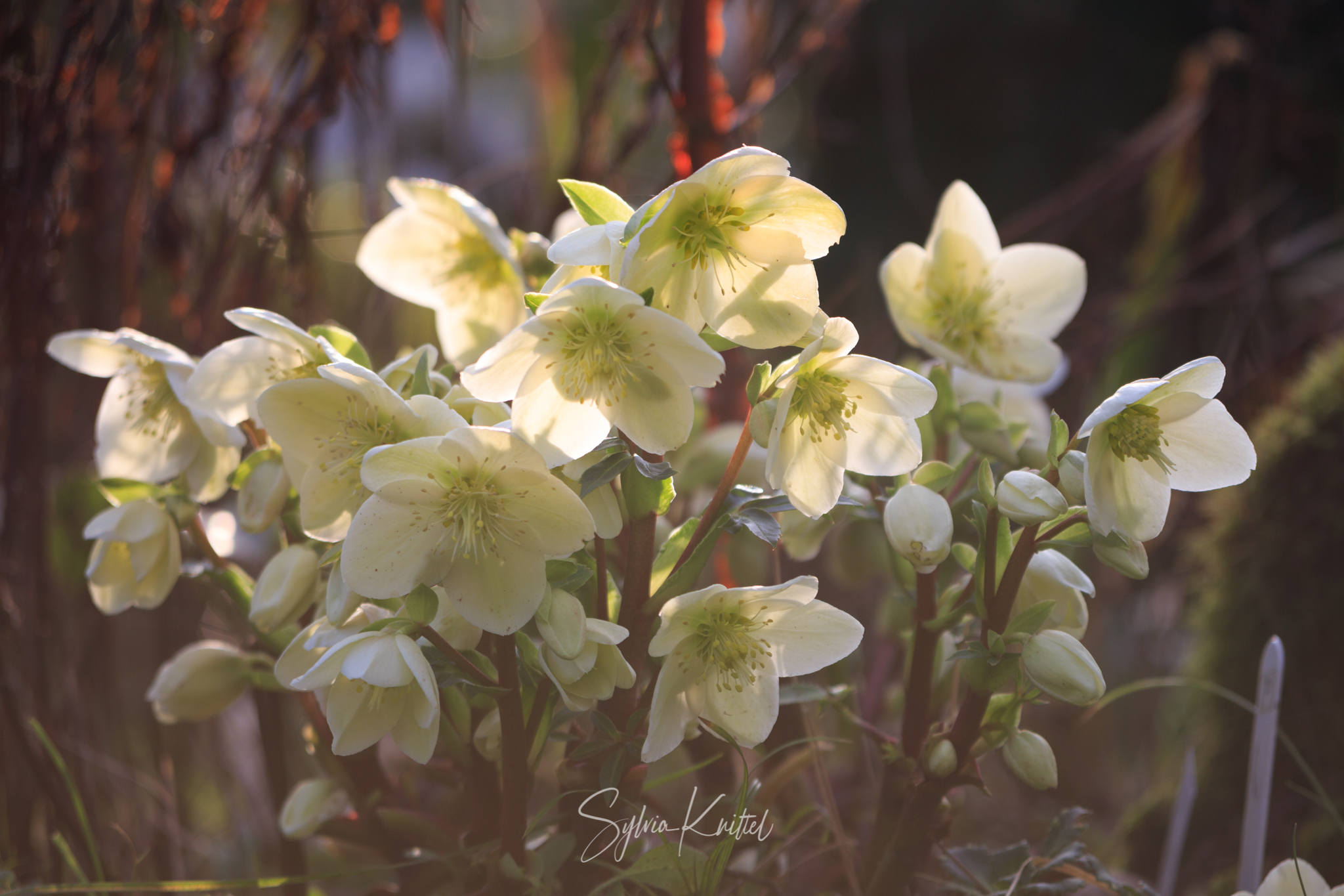 Helleborus Christrosen, Lenzrosen Vortrag von Susanne Peters