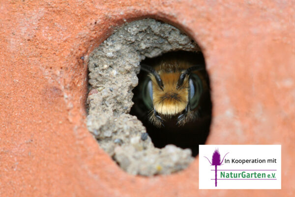 Foto:Volker Fockenberg