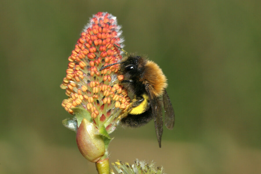 Foto:Volker Fockenberg