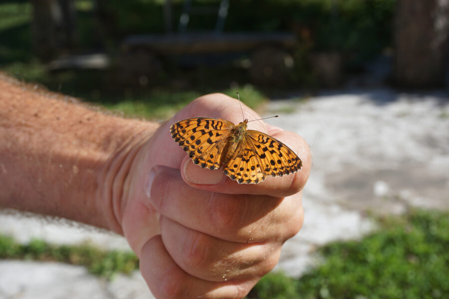 Altmoos: Permuttfalter